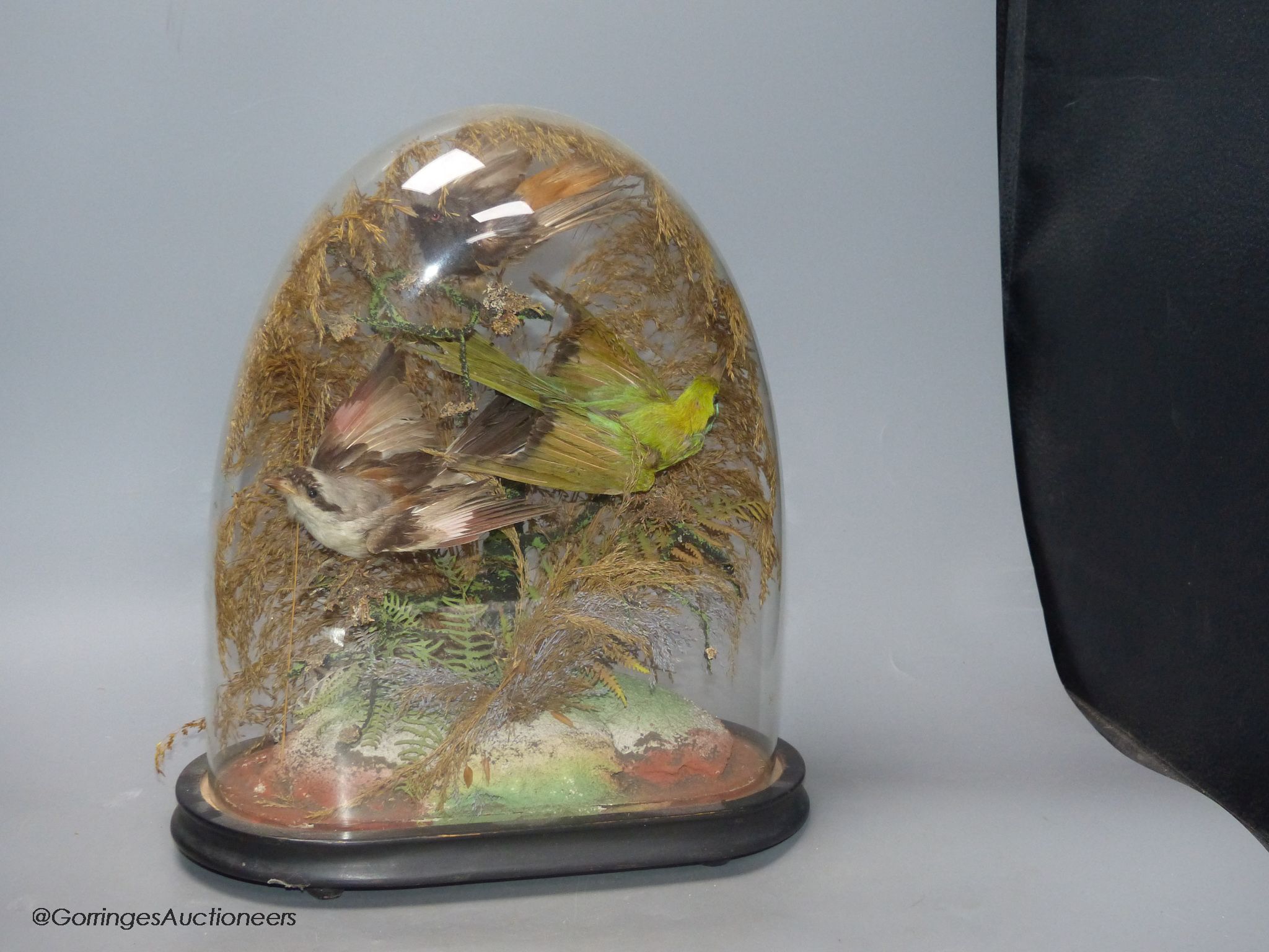 A 19th century group of three stuffed birds, under glass dome, small bone box to be assessed and lotted at end